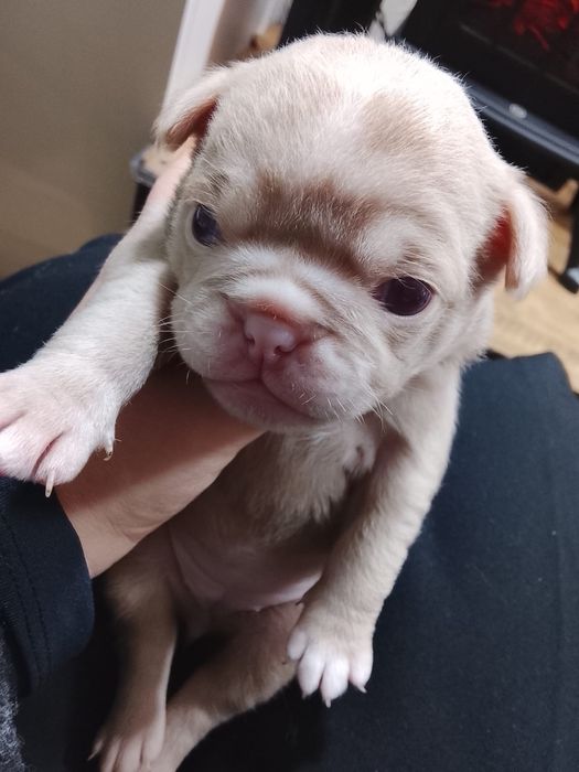 “MENINO “ PUG   PINK “