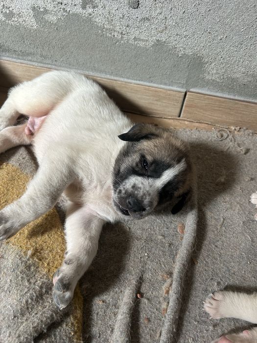 Cachorros para adopção