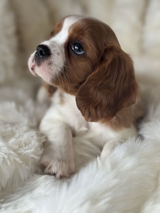Sunia - Cavalier King Charles  Spaniel