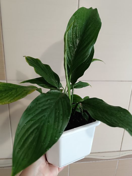 Спатифиллум в пластиковом горшке