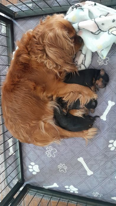 Cavalier King Charles Spaniel