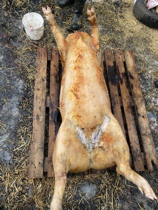 Тушки свині продам
