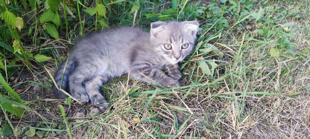 Котика у добрі руки