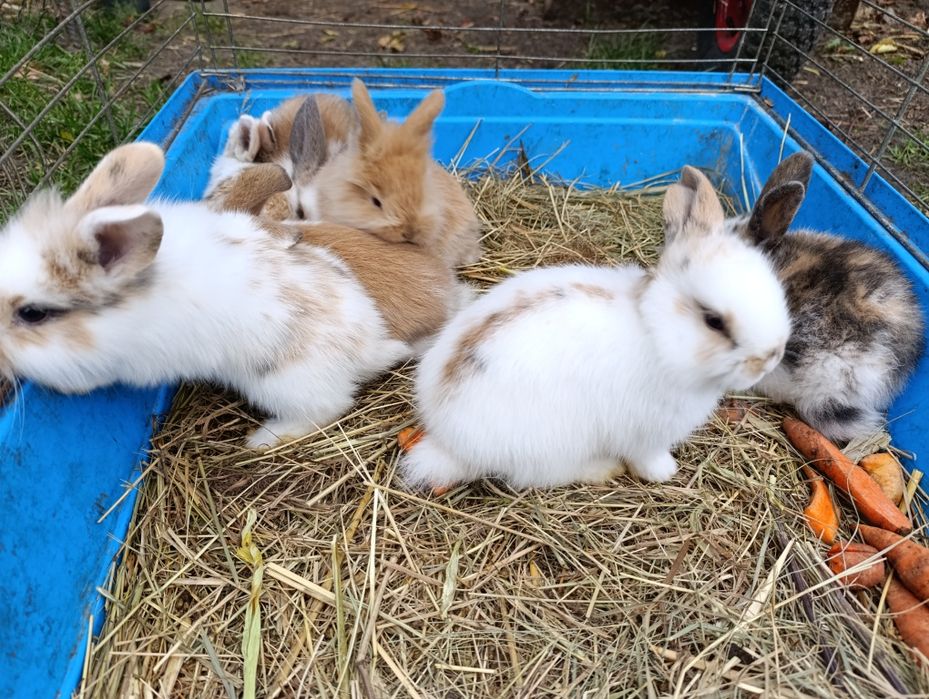 Króliczki miniaturki baranki