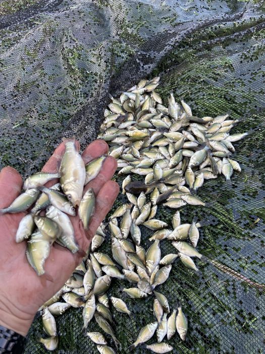 Karp i amur narybek letni -  duża lipcówka