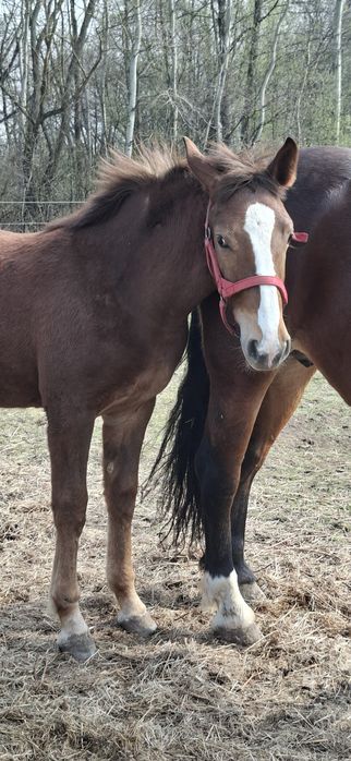 Klaczka tarantka tarant