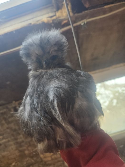 Kury rose kury silki kury araukany naturalne ekologiczne kury