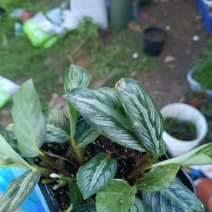 calathea, kalathea silver band cała doniczka, kilka sadzonek