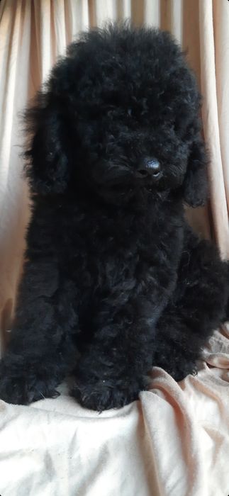 Той-пудель. Клубний хлопчик. З документами.