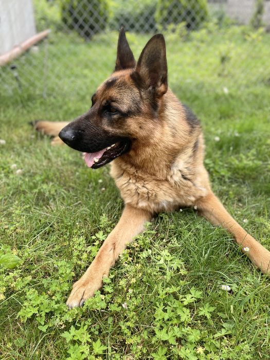 Німецька вівчарка самець під вʼязку
