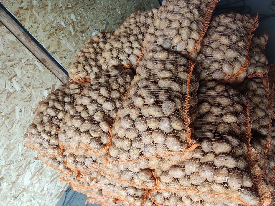 Ziemniaki Soraya odpadowe wielkości sadzeniaka 0,50 gr