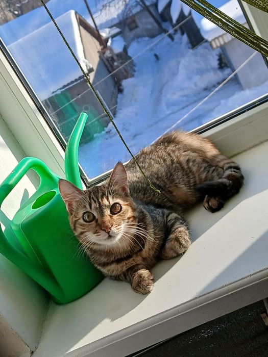 Коти безкоштовно