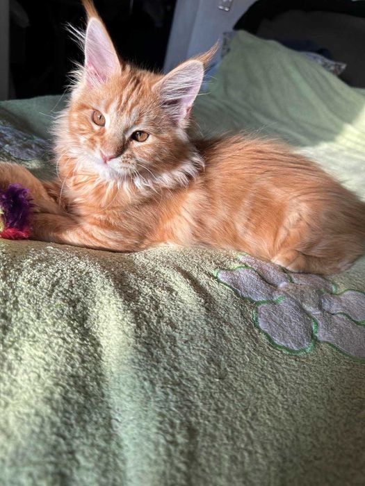 Котенята породи мейн-кун, хлопчики