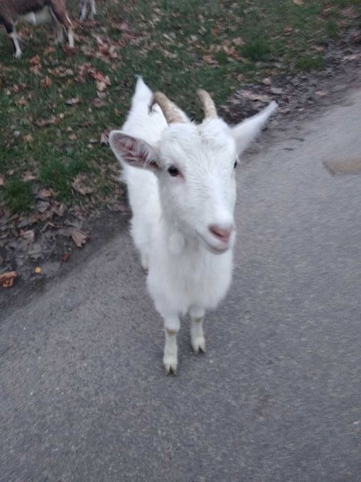 Продаються 4 кози (2 дойні та 2 - вік 9,5 місяців)