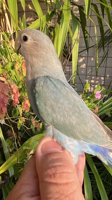 Agapornis domesticado