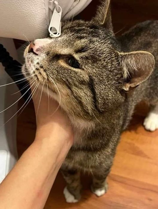 OGONIMIR - szuka domku tymczasowego lub stałego