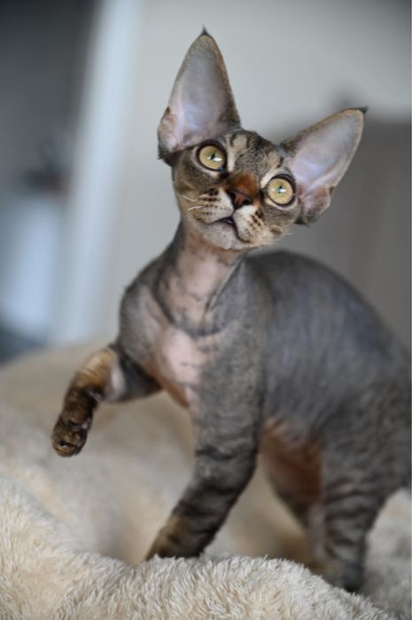 Koteczka Devon Rex
