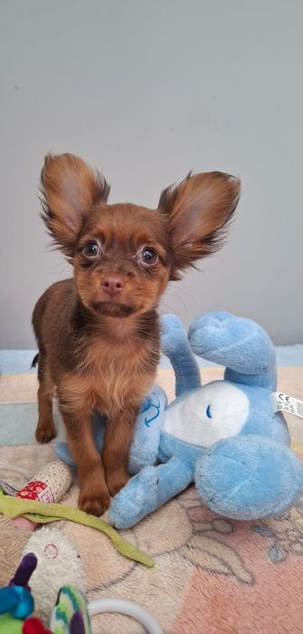 Rosyjski toy długowłosy sunia