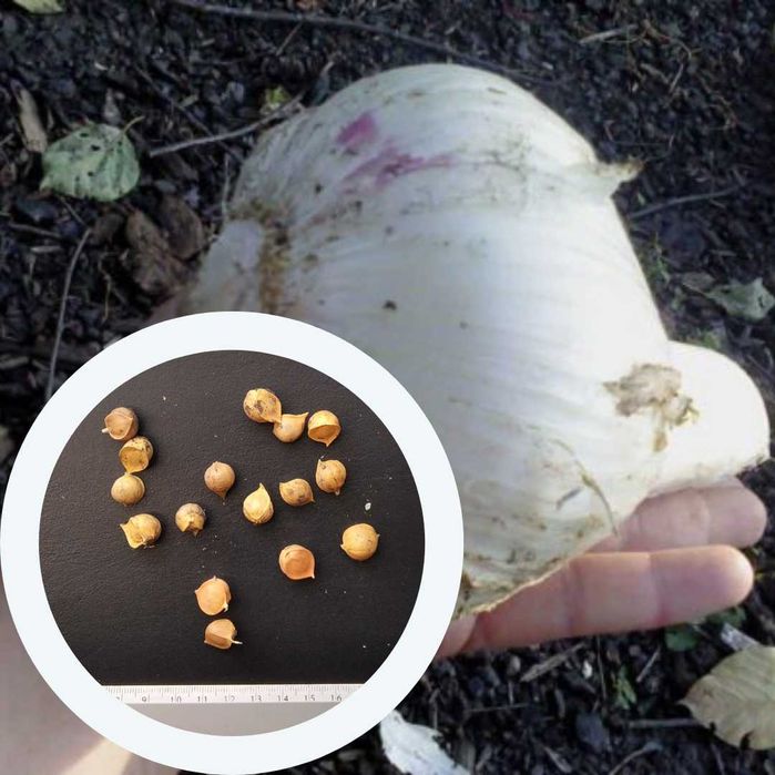 Рокамболь часник гігант насіння (2 сорти) цибуля-часник семена чеснок