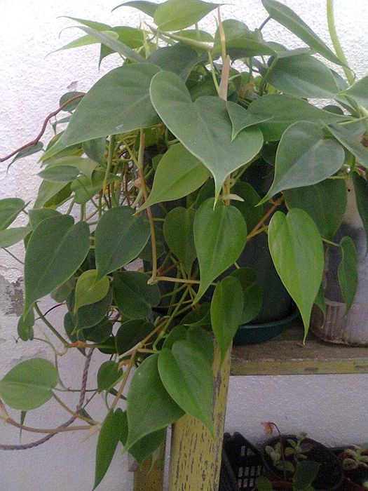 Filodendros - Plantas de interior