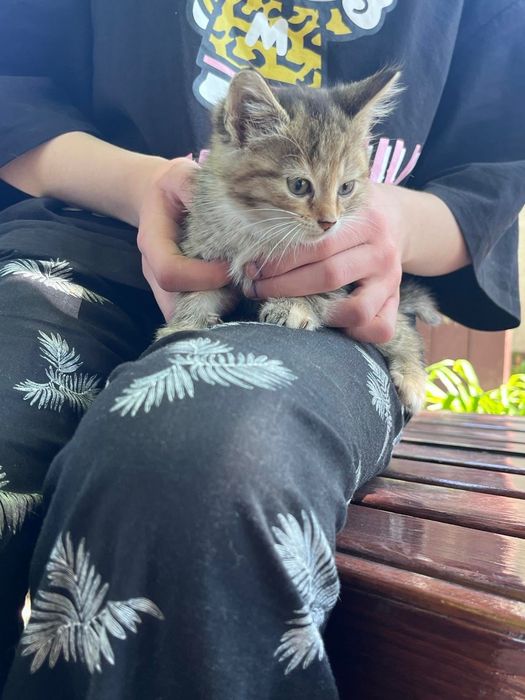 Віддам котят в добрі руки!