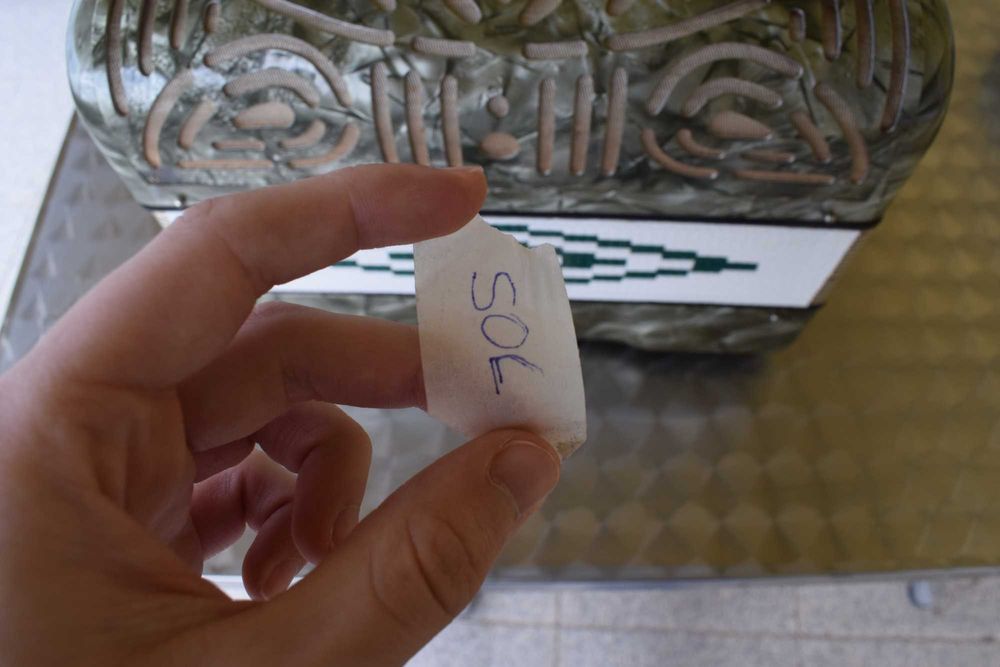 Concertina Tel 3 voz. Sol# Do# Fa#