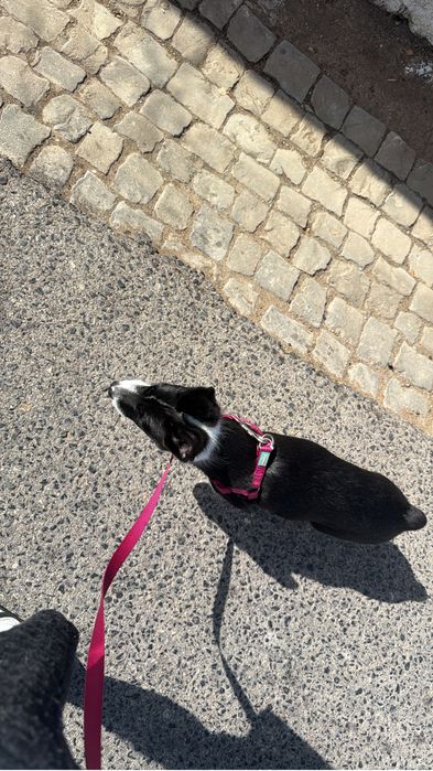 Adoção responsável - Roxy