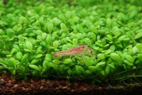 Глоссостигма. Аквариумные растения