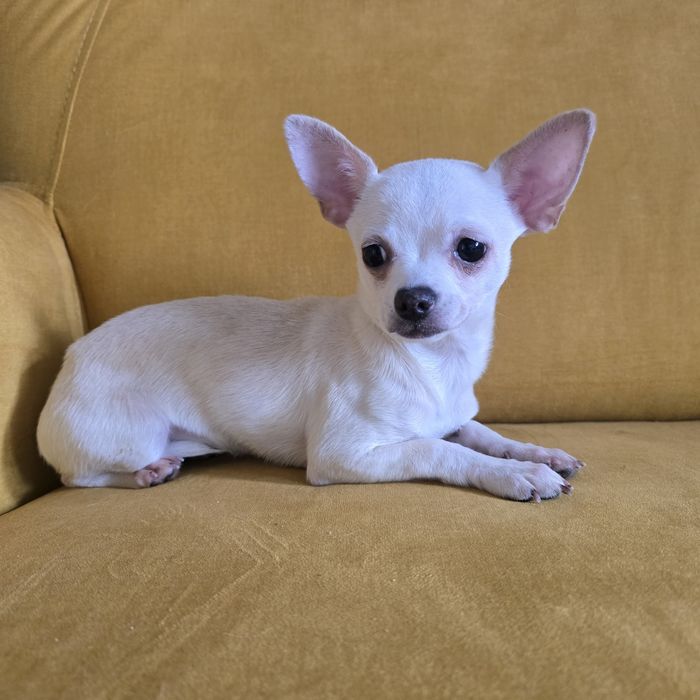 Chihuahua  suczka beżowa komplet szczepień