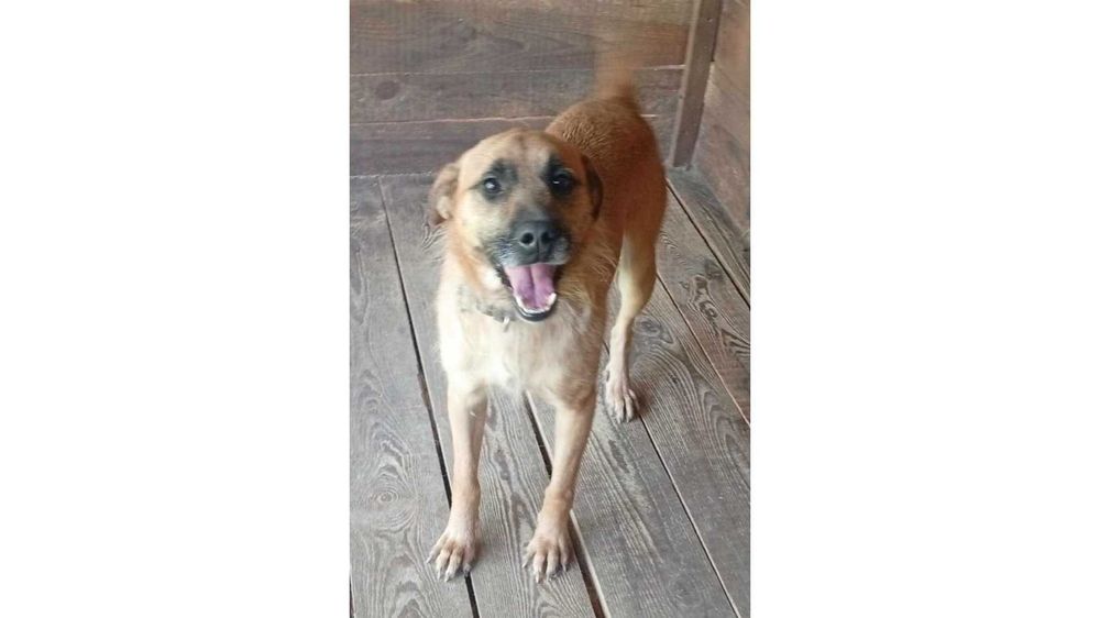 GRZECZNY, mądry, ŚREDNI (18kg) Rysiu- zna komendy