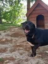 Oddam pieska za darmo