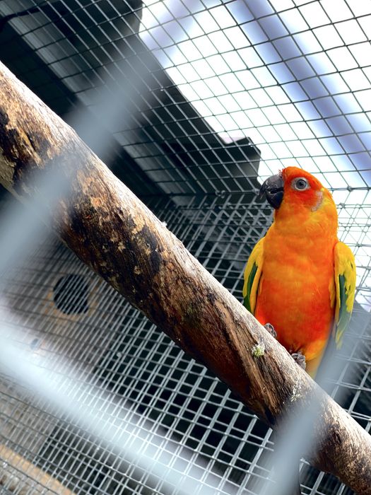 Aratinga sol macho
