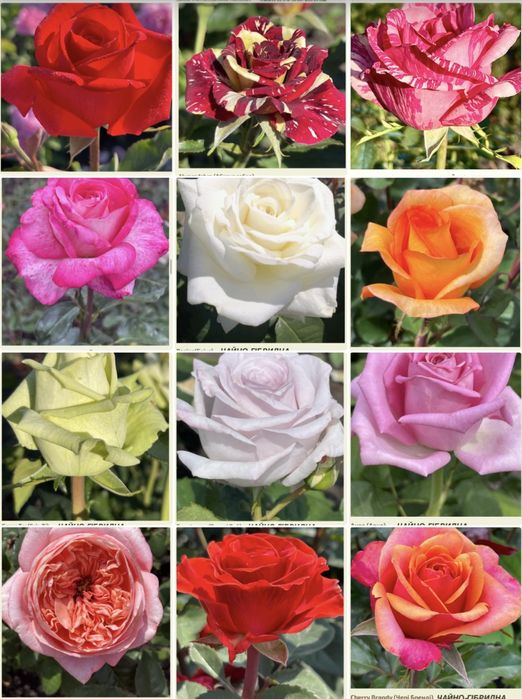 Саджанці троянд )/ Саженцы роз