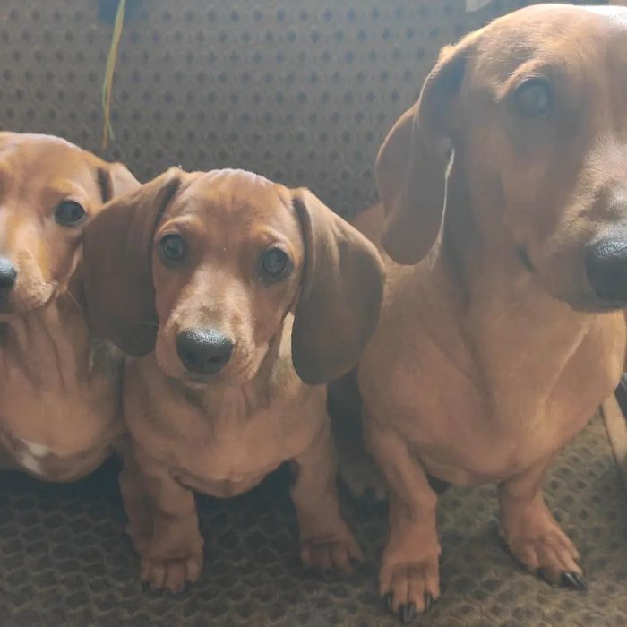 Продам щенков таксы