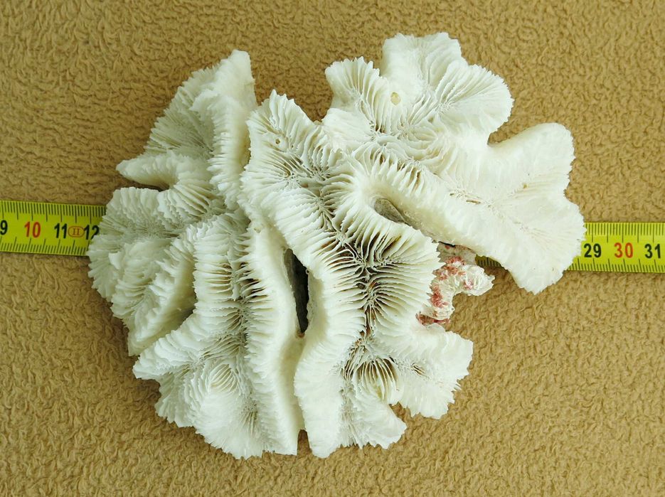 Naturalny koralowiec mózgowy - Lobophyllia flabelliformis
