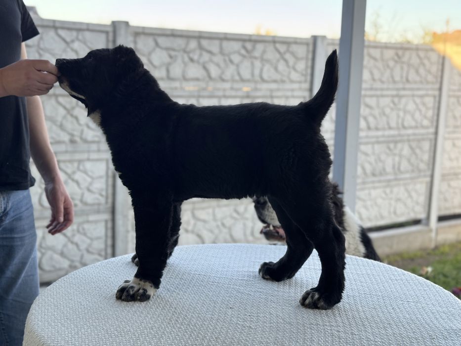 Продам Алабай КСУ