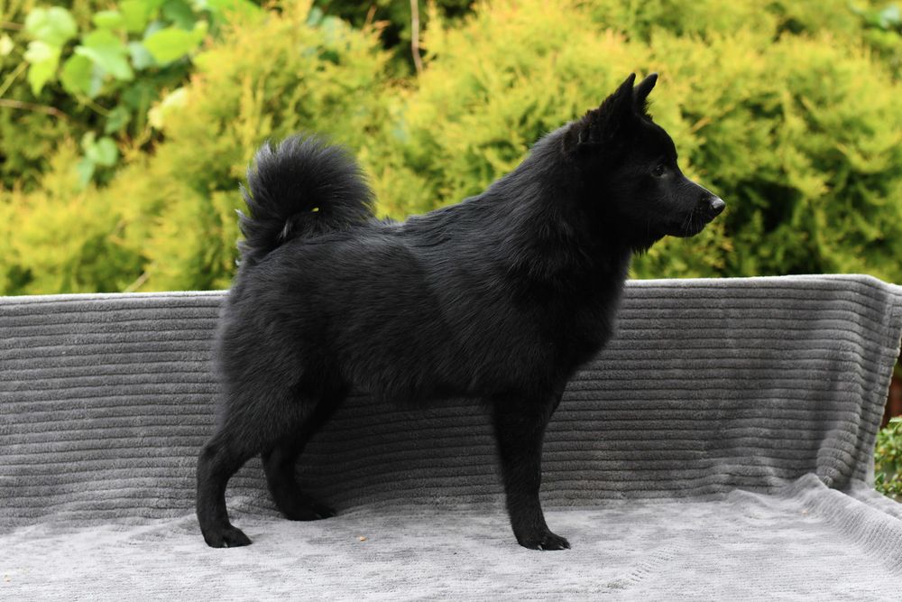 Schipperke piesek