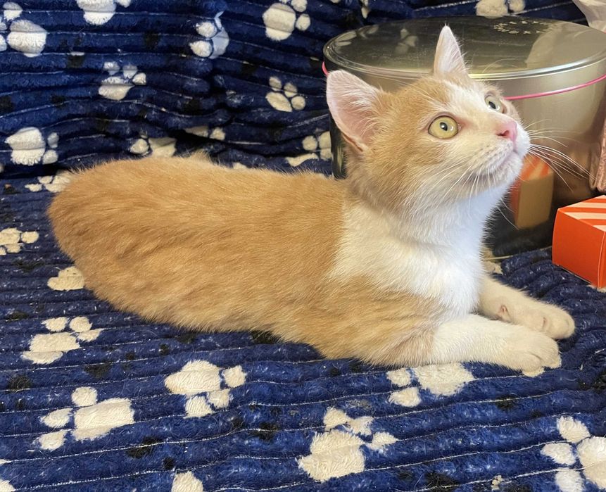 Маленький котик в добрі руки.