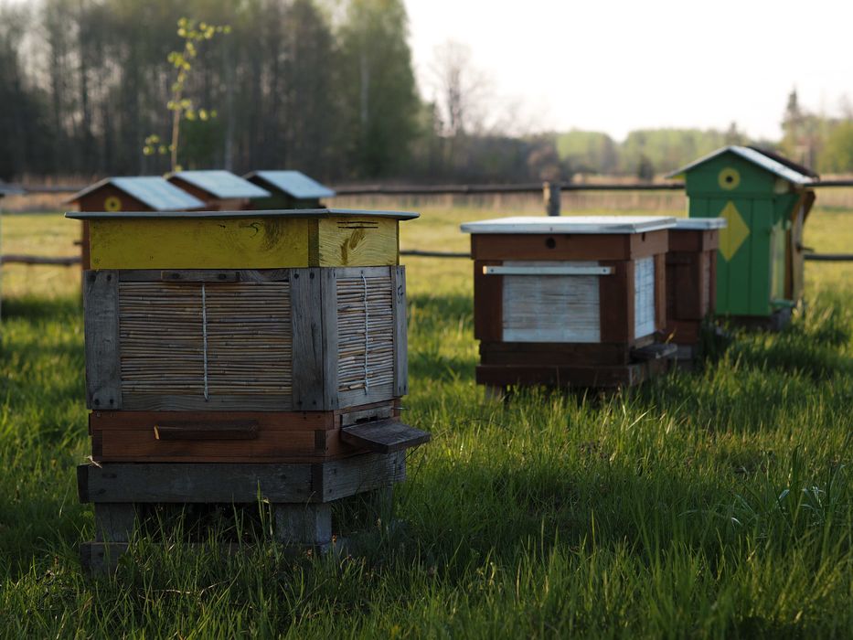 Miód z pasieki Natura 2000. Nektarowo-spadziowy, leśny, spadziowy