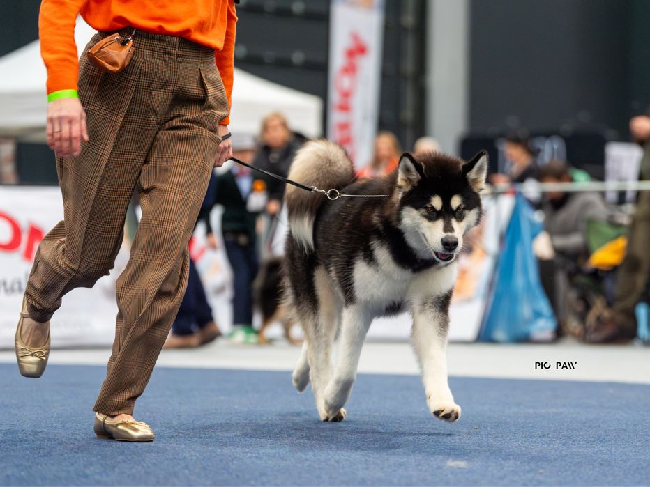 Zapowiedź miotu Alaskan Malamute – Sassenach of Joniec FCI