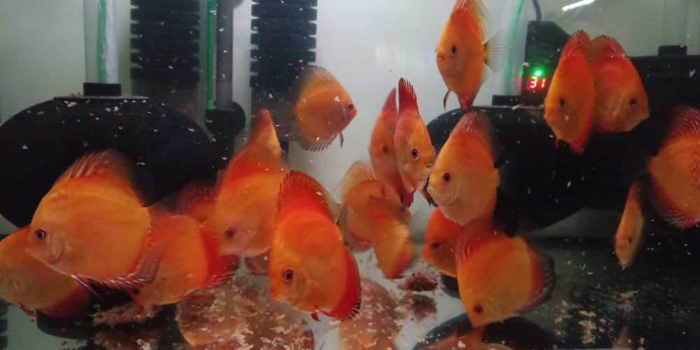 GB Dyskowce SOLID RED 7cm