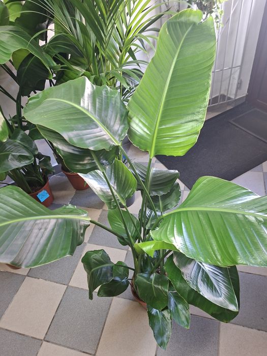WYPRZEDAŻ Strelicja Nikolaj - Strelitzia Nicolai P21 120-140cm