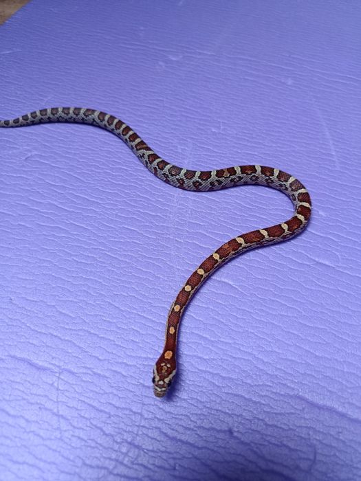 Wąż zbożowy młody