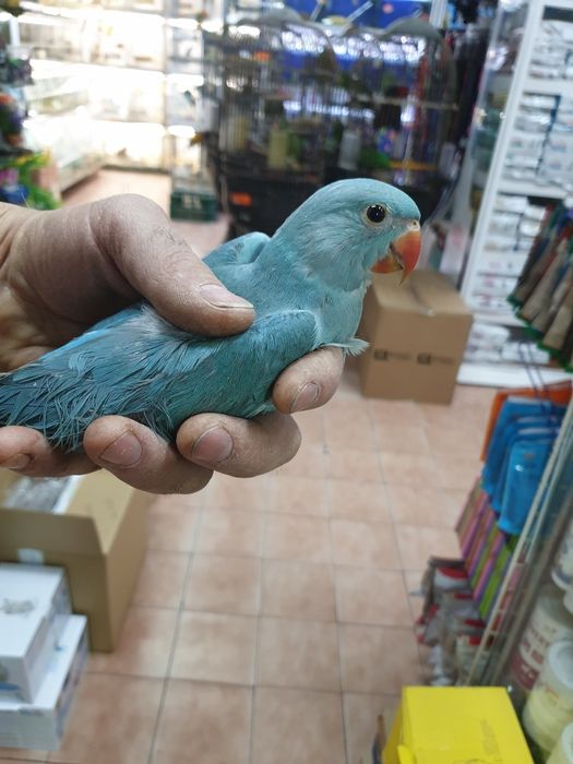 Ring neck demosticados