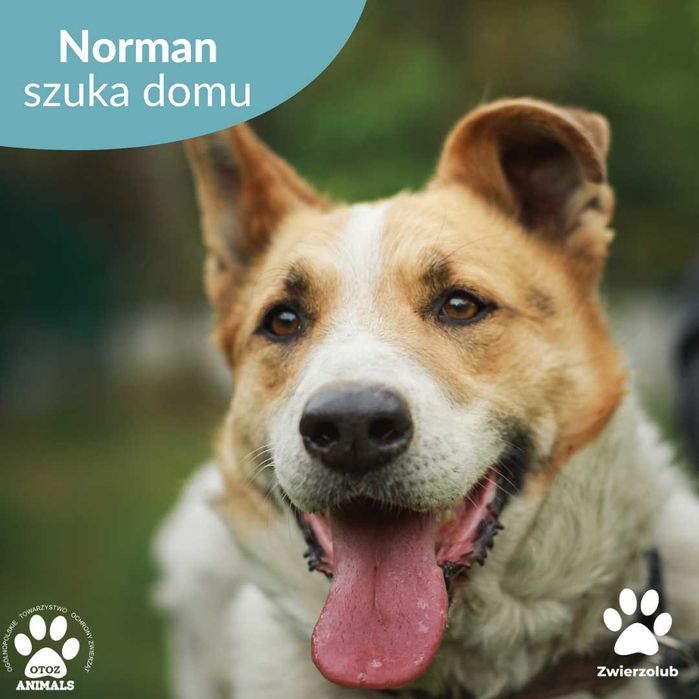 Norman szuka kochającego domu!