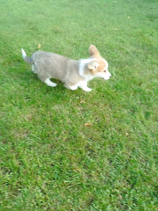 Piesek Welsh Corgi PEMBROKE - Kapsel