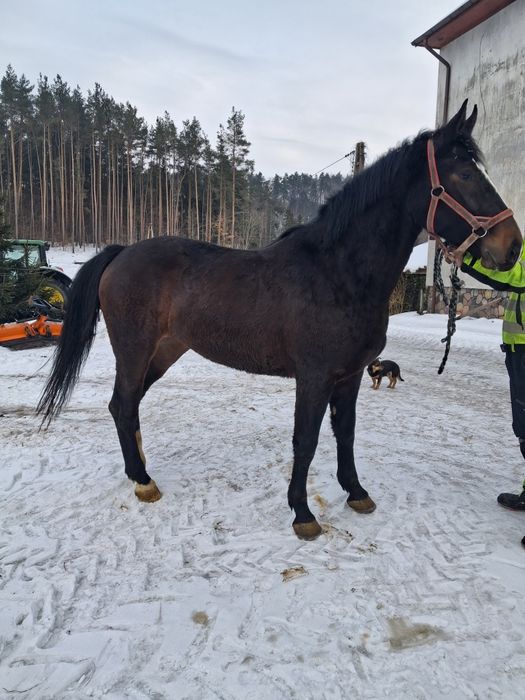 Klacz slaka po rodzicach programowych