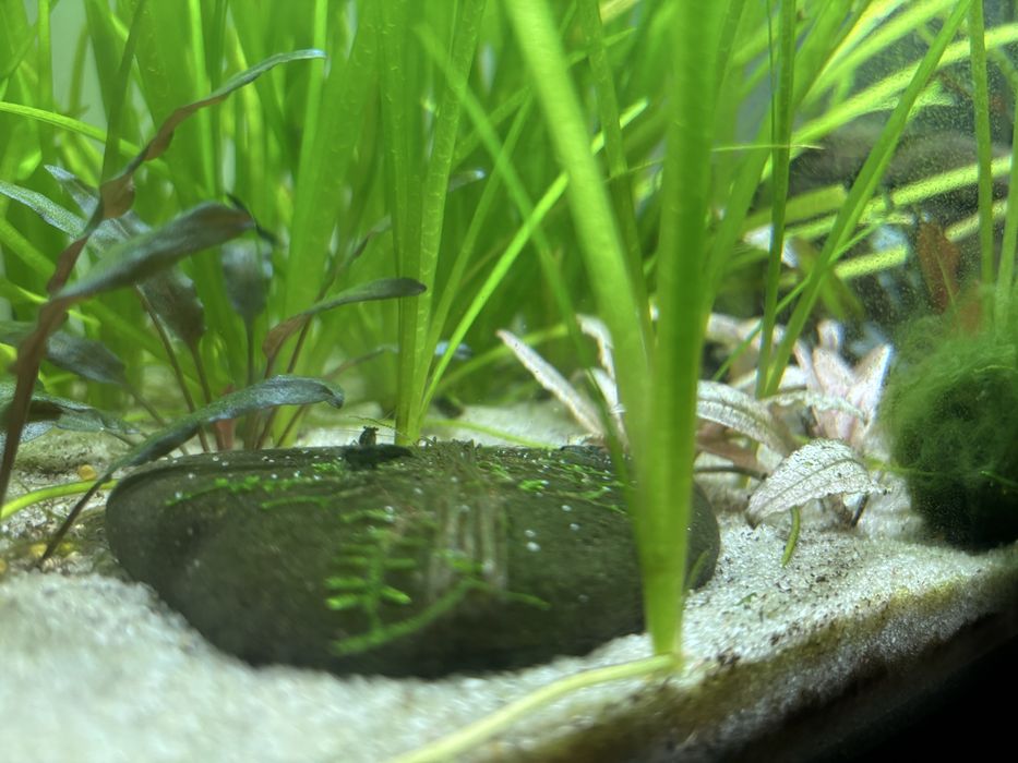 Valisneria sp. - Aquario