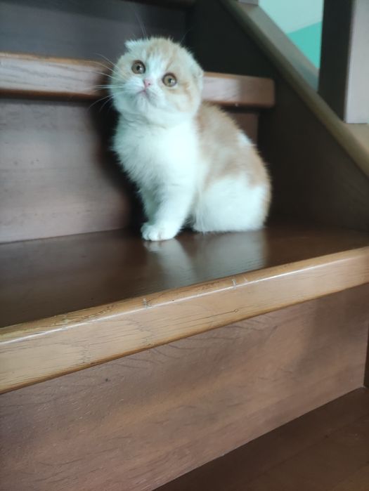 Очаровательная шотландская куколка! ПРИВИТА! Одесса!