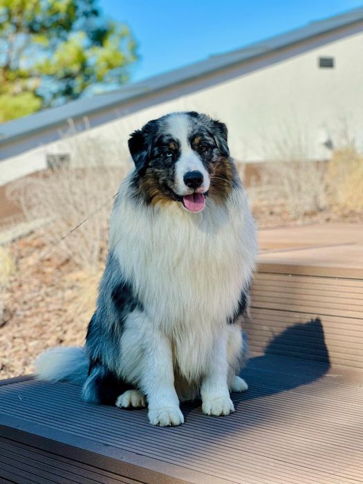 Owczarek australijski reproduktor